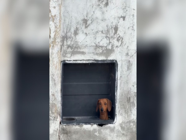 Cachorro salsicha usa