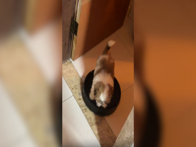 Cadela transforma robô aspirador em meio de transporte