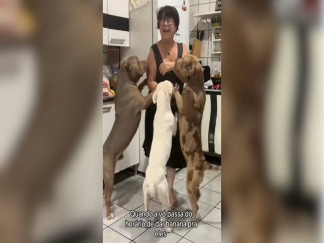Cães fazem “reclamação” por atraso no lanche
