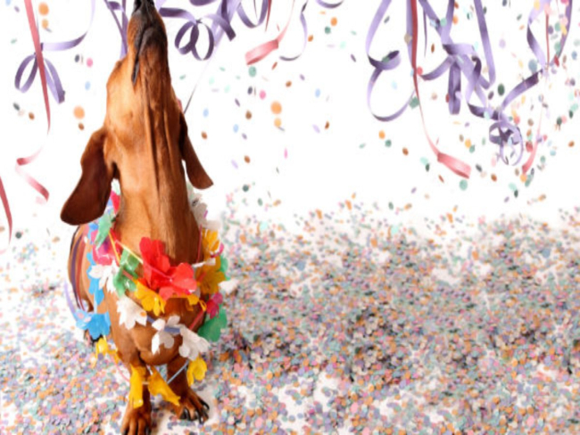Carnaval pode trazer riscos à saúde dos cães, alerta especialista