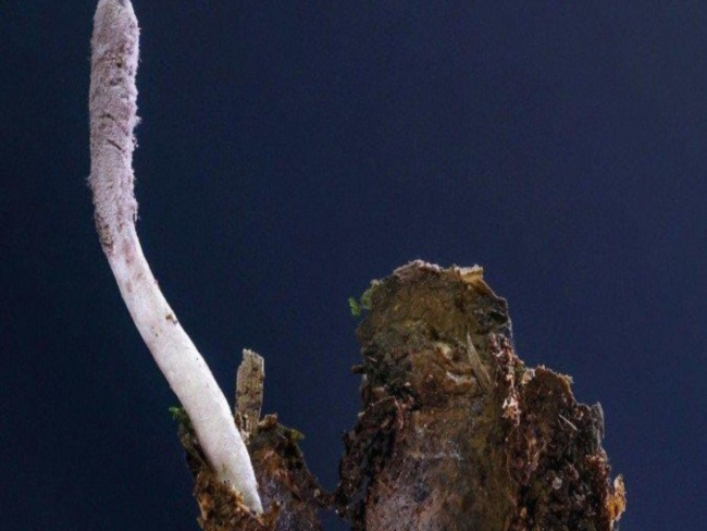 Cientista descobre espécie de fungo