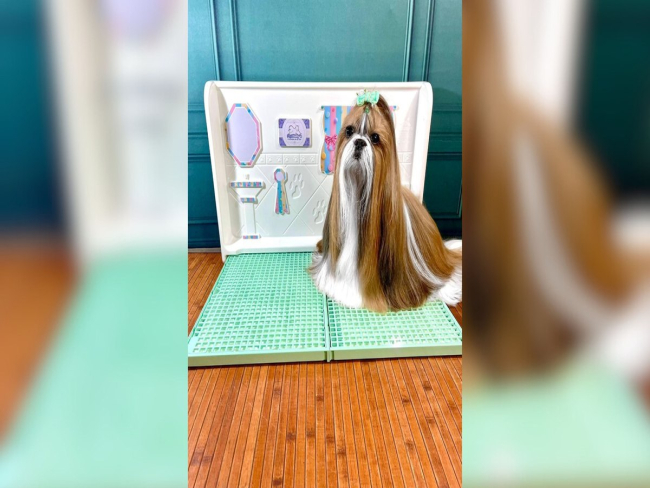 Como ensinar o seu pet a fazer xixi no lugar certo