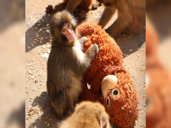 Filhote de macaco encontra conforto em pelúcia após perder a mãe