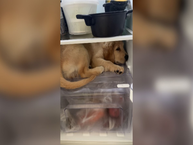 Golden ignora tutora e entra na geladeira para se refrescar