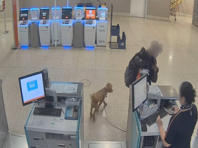 Mulher é presa após abandonar cachorro no check in de aeroporto