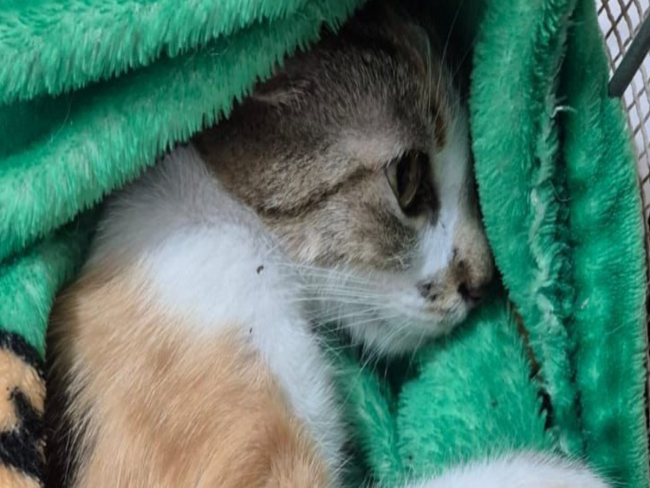 Mulher é presa após jogar gata do 12º andar