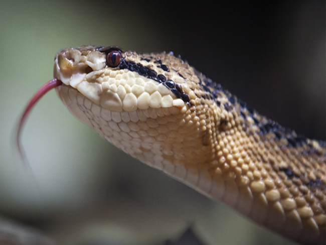 Picada de cobra em pets: saiba identificar sinais e como agir