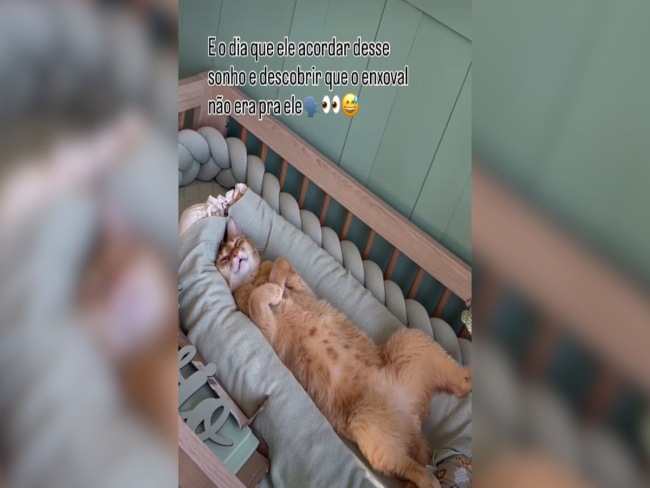 Tutora flagra gato se apropriando de berço preparado para bebê