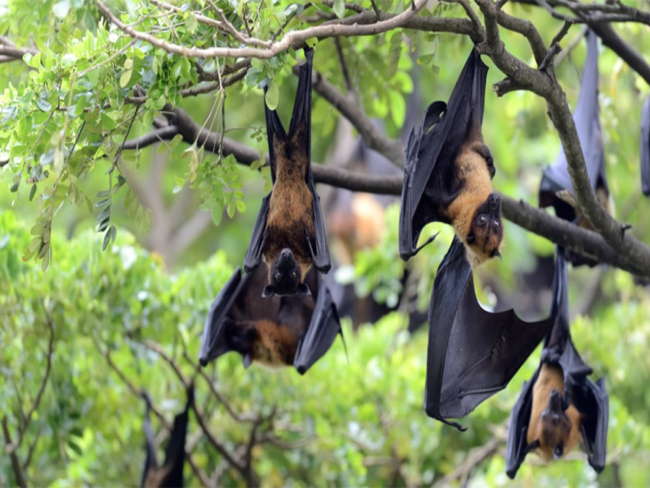 Vírus Nipah coloca 110 pessoas em quarentena: quais os riscos?