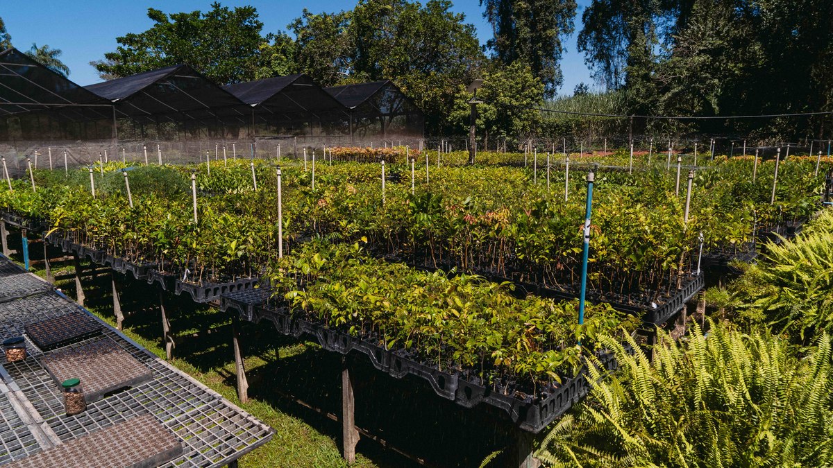 Ambev comemora mais de 3 milhões de árvores plantadas no país