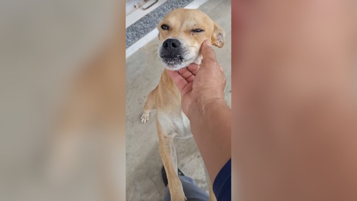 Caramelo busca comida todos os dias em comércio