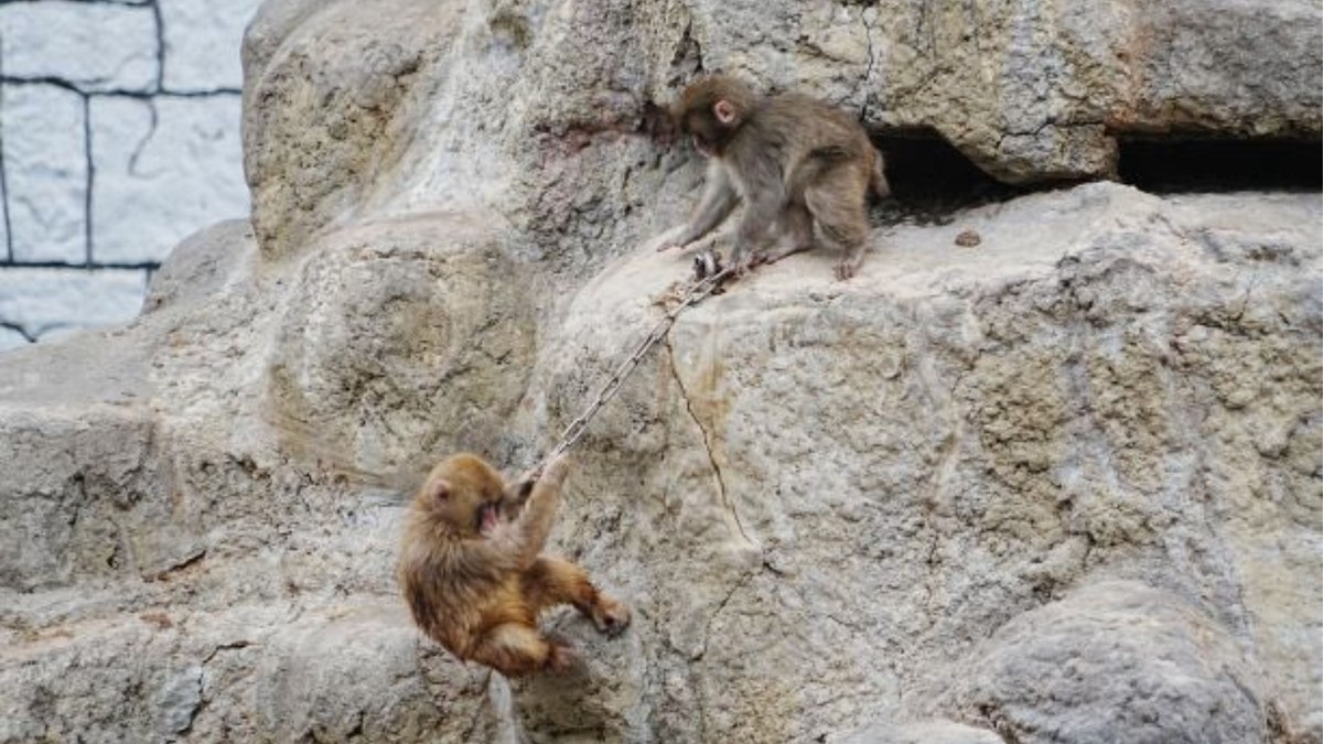 Macaco abandonado pela mãe faz amigos em zoológico
