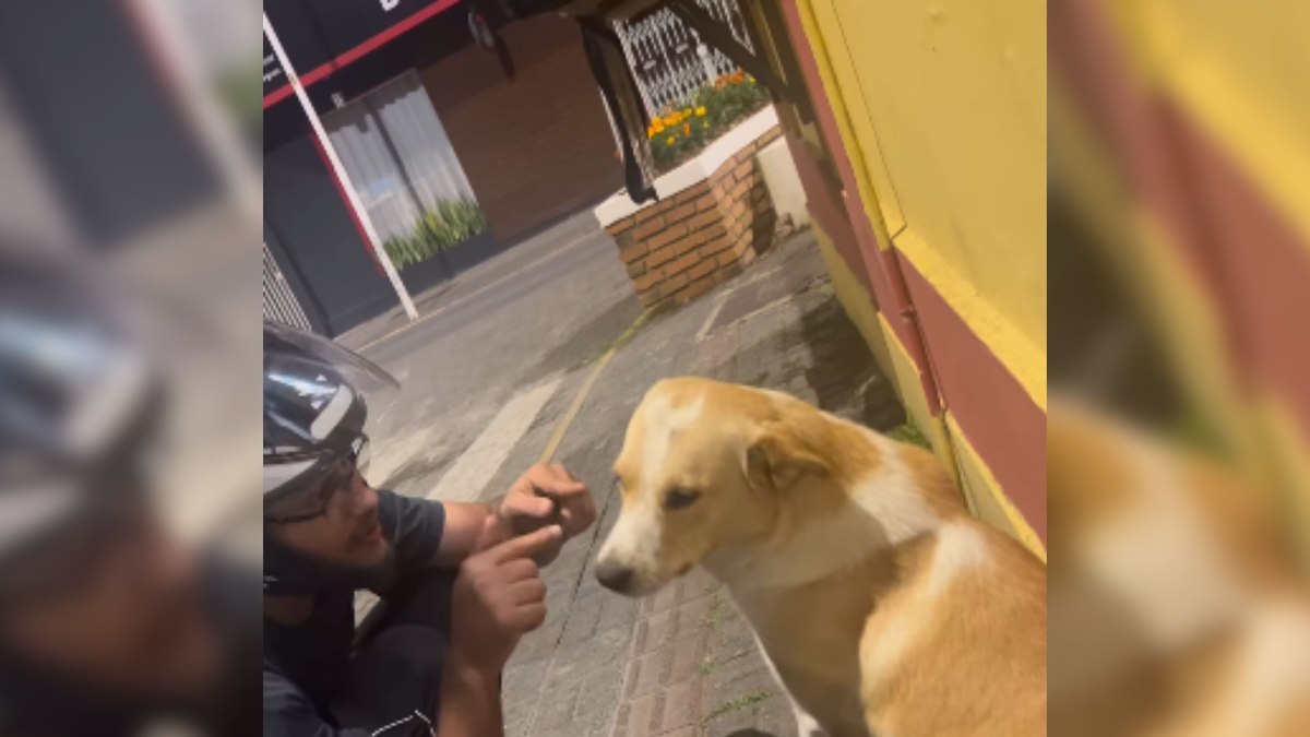 Pizzaria tenta avisar cão caramelo sobre mudança de endereço