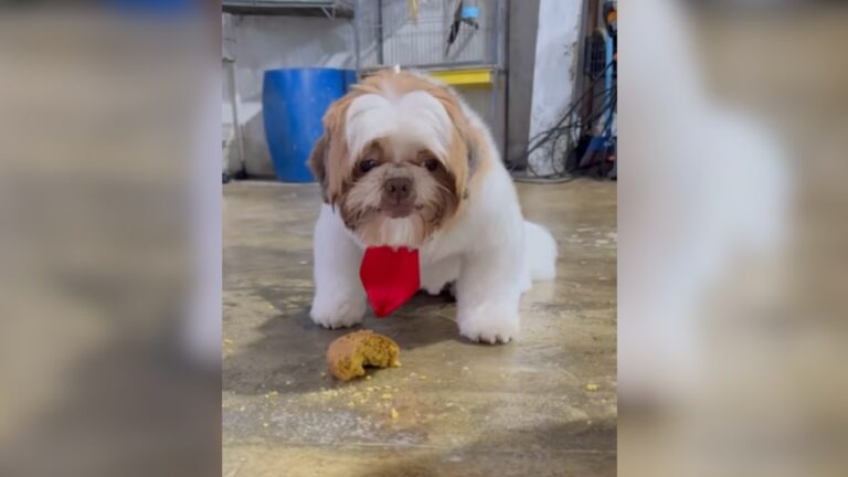 Shih Tzu guloso se recusa a dividir pedaço de bolo