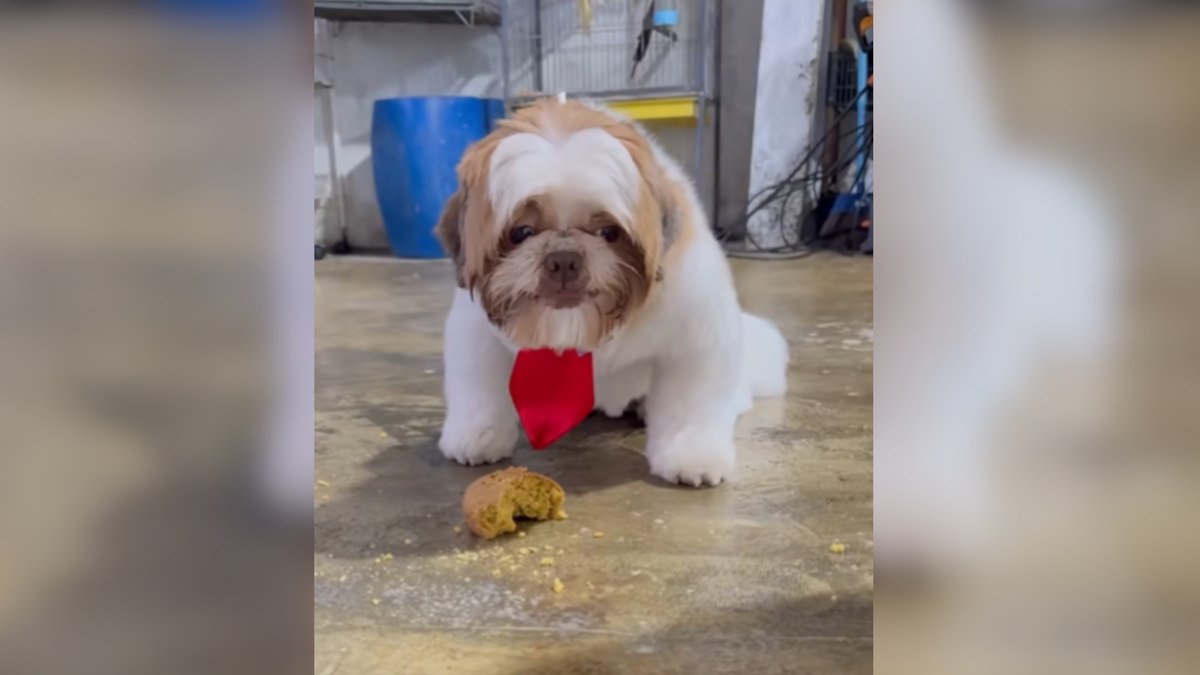 Shih Tzu guloso se recusa a dividir pedaço de bolo