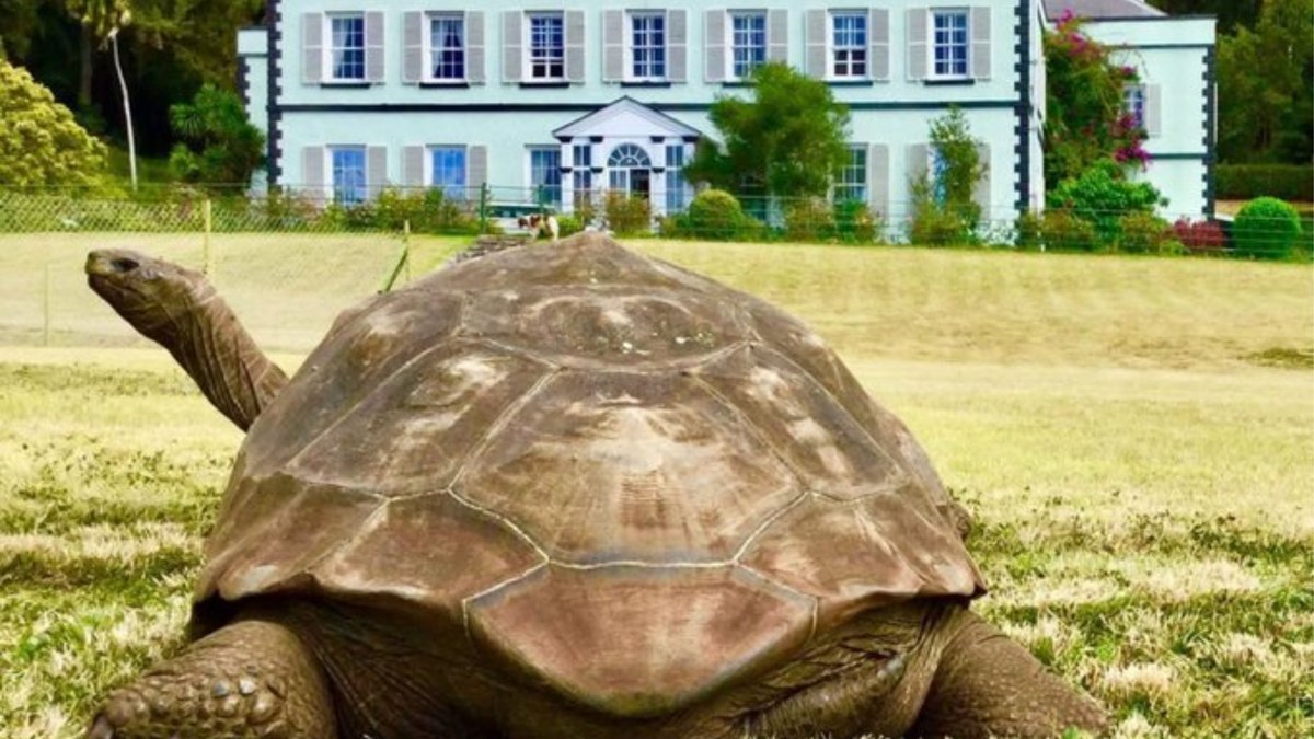 Morre aos 193 anos Jonathan, animal terrestre mais velho do mundo