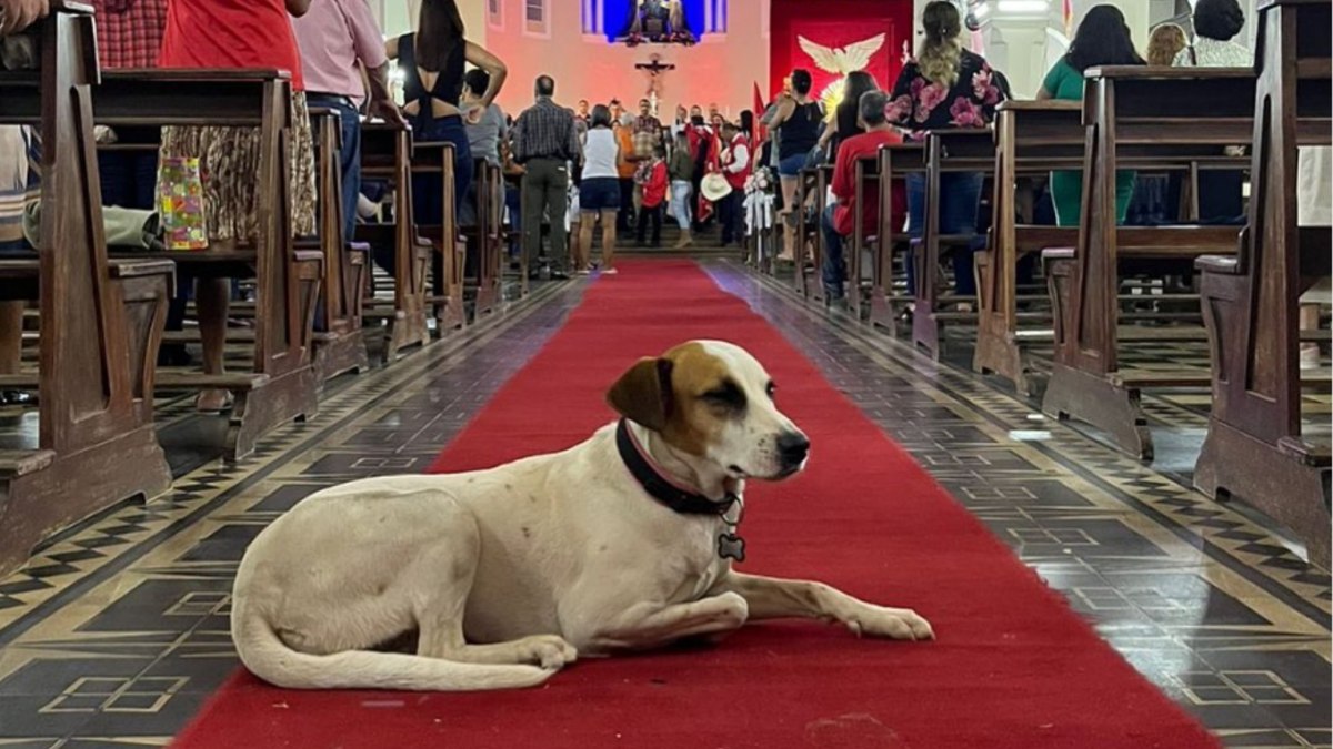 Morre “Dama do Largo”, cachorrinha símbolo da Cidade de Goiás