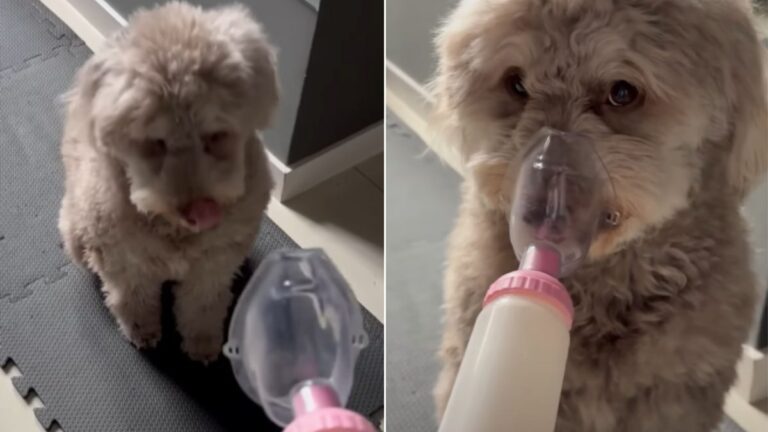 Cachorrinha impressiona ao pedir para usar bombinha de asma