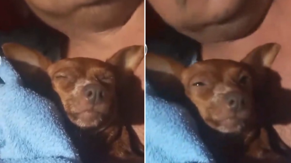 Momento de fé: cadela surpreende ao