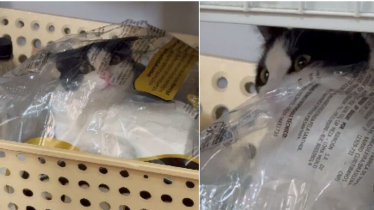 Gata é encontrada escondida dentro de pacote de papel higiênico