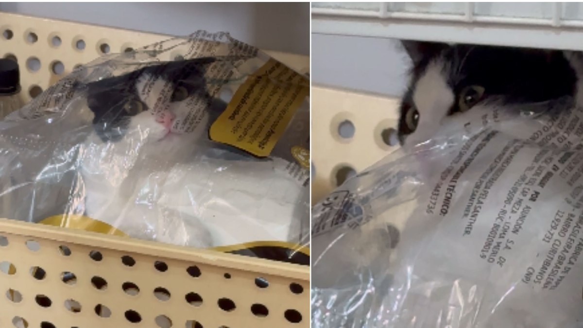 Gata é encontrada escondida dentro de pacote de papel higiênico