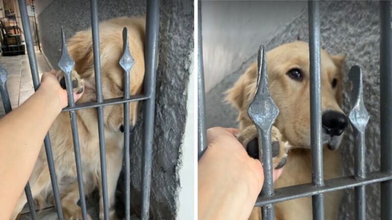 Golden Retriever fica