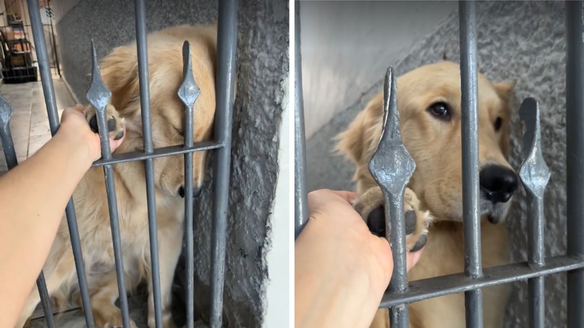 Golden Retriever fica