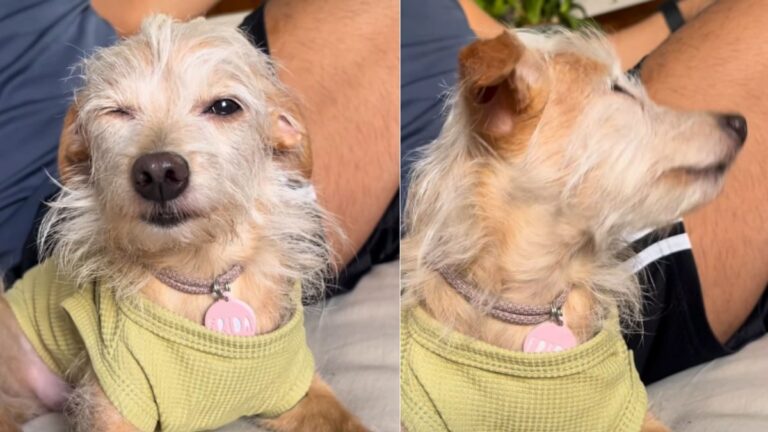 Cachorrinha faz drama e imita tutora com conjuntivite