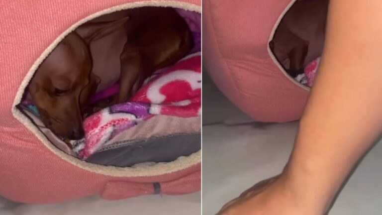 Cachorrinha fica cansada após brincar e ganha comida na boca