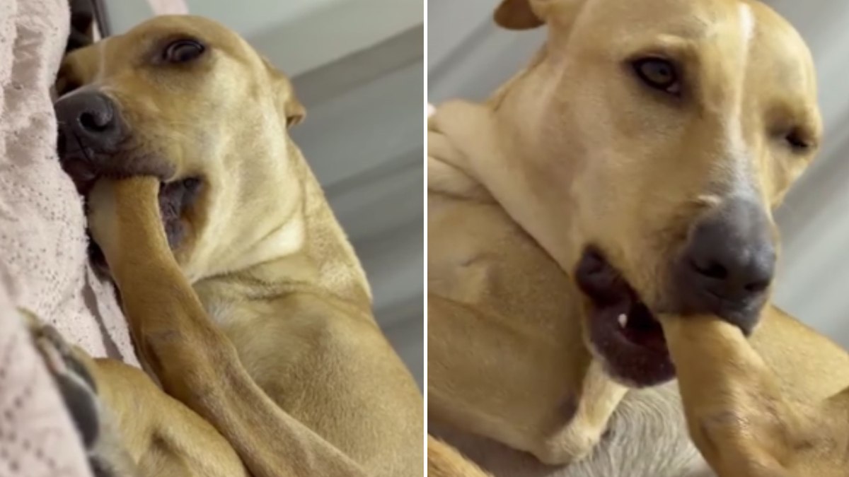 Cachorrinha usa a própria patinha como “chupeta” antes de dormir