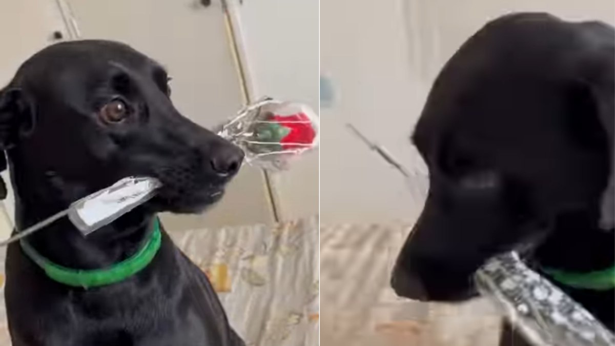 Cachorro rouba rosas e tenta disfarçar a travessura