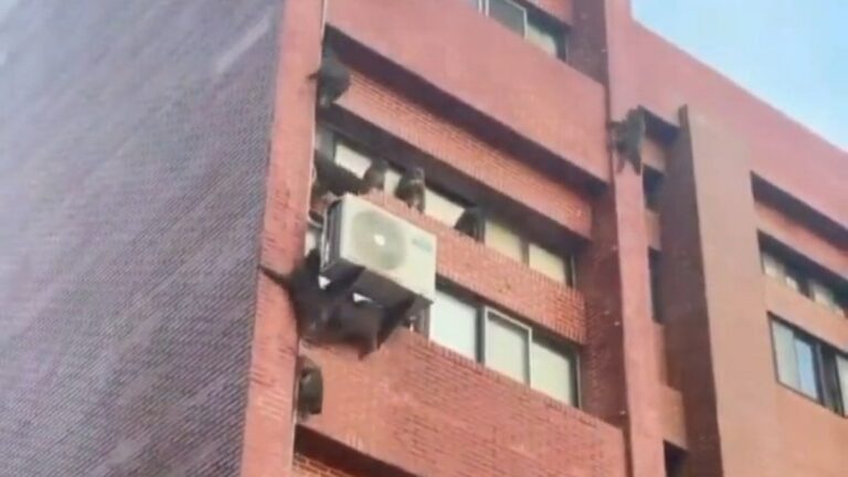 Mais de 20 macacos invadem alojamento e roubam comida de alunos
