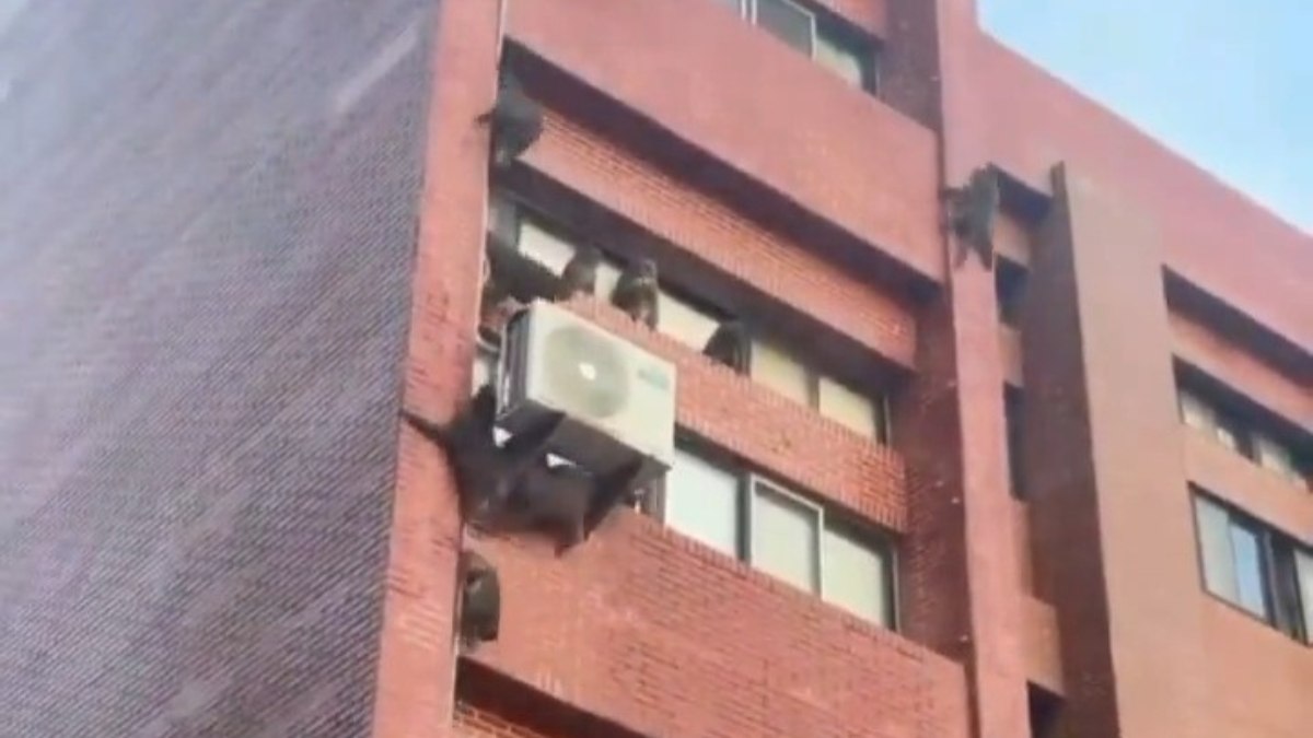 Mais de 20 macacos invadem alojamento e roubam comida de alunos
