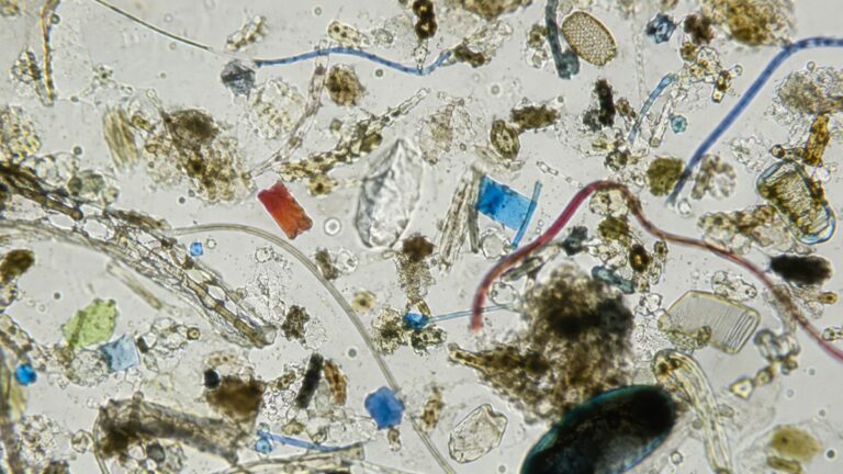 Microplásticos estão ligados à infertilidade, aponta estudo