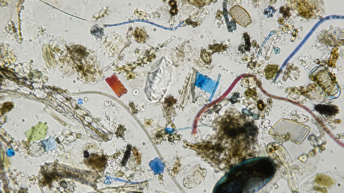 Microplásticos estão ligados à infertilidade, aponta estudo