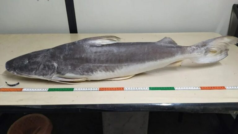 Peixe lendário pouco conhecido mobiliza ações de preservação