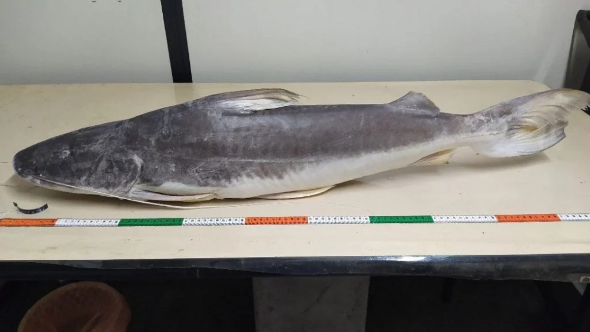 Peixe lendário pouco conhecido mobiliza ações de preservação