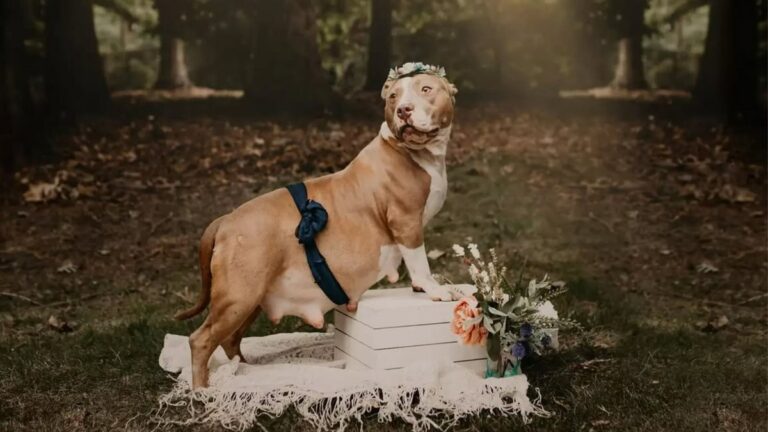 Pitbull grávida ganha ensaio especial antes de dar à luz