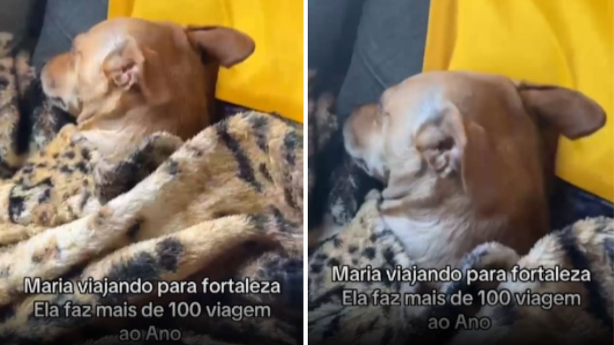 Cachorrinha faz mais de 100 viagens por ano com tutora