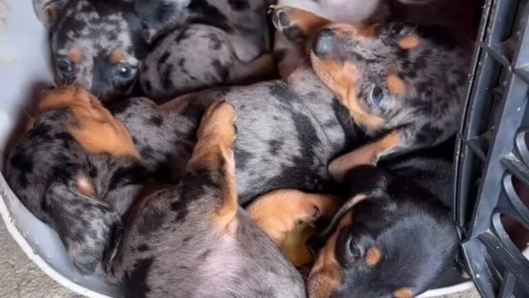 Filhotes de “salsichas mofados” dormem empilhados em casinha