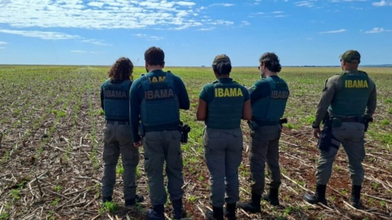 GO: Ibama multa fazendeiros em R$ 890 mil por milho transgênico